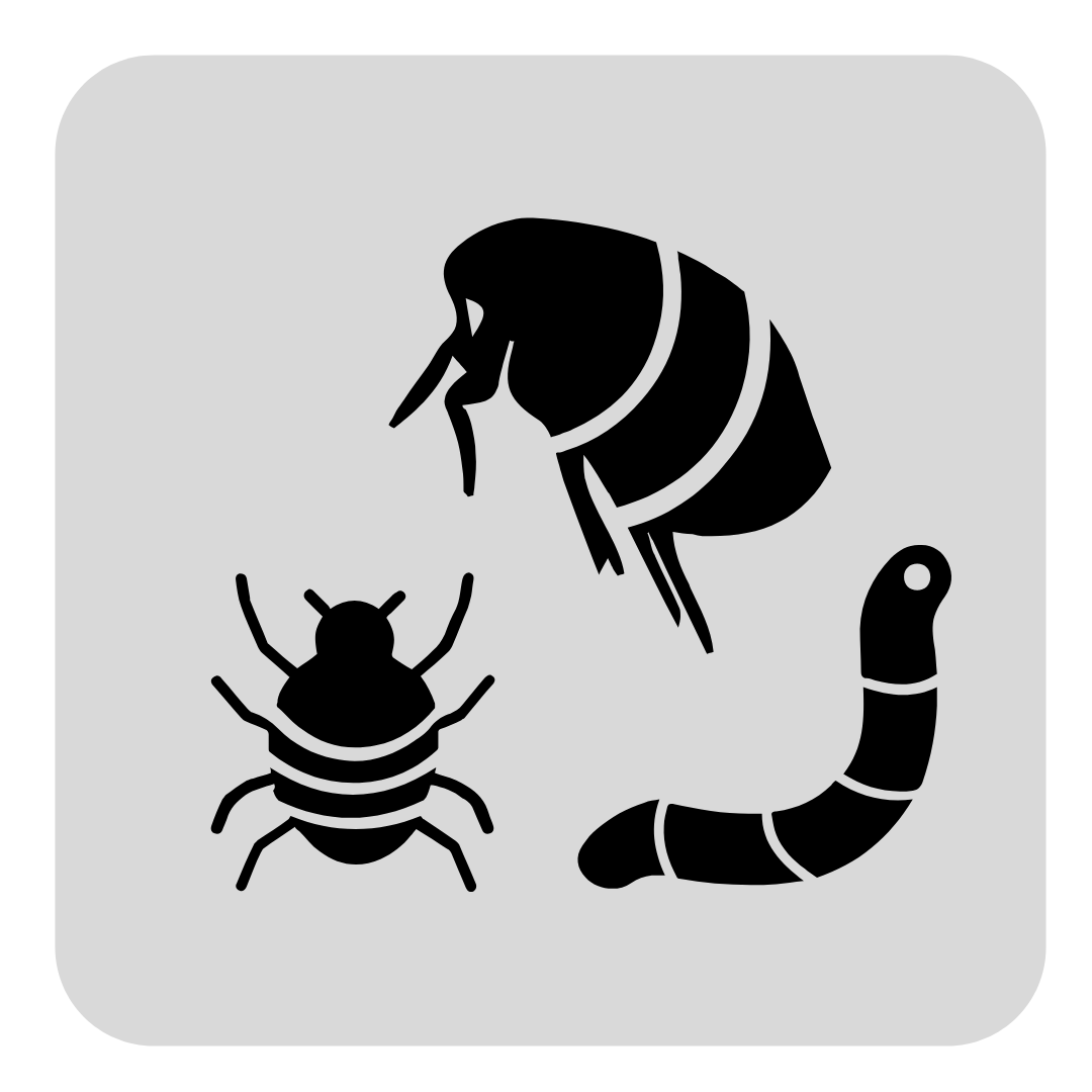 Cat Flea, Tick & Worms